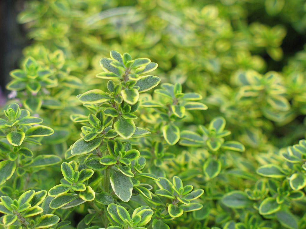 Lemon Thyme