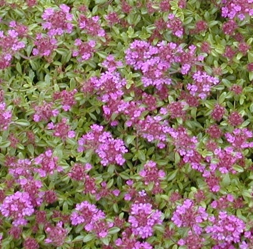 Mother of Red Thyme