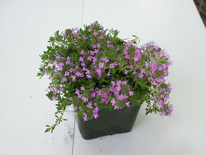 Pink Chintz Thyme