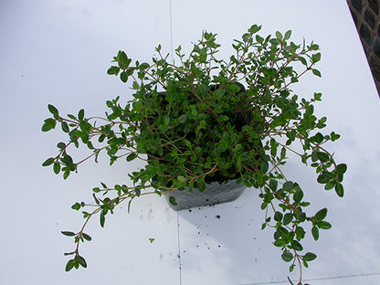 Mother of Thyme