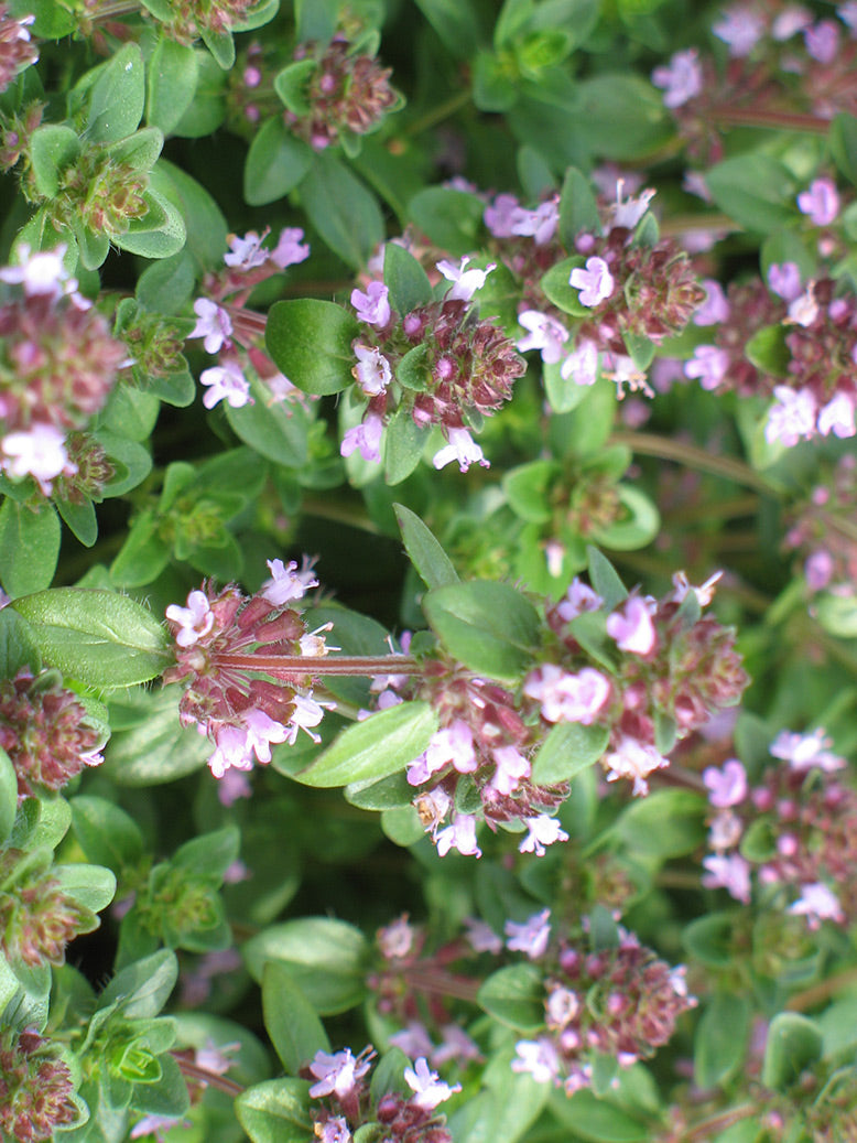 Mother of Thyme