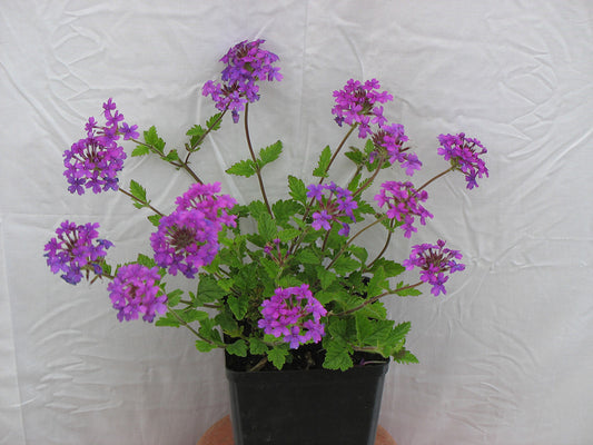 Homestead Purple Garden Verbena