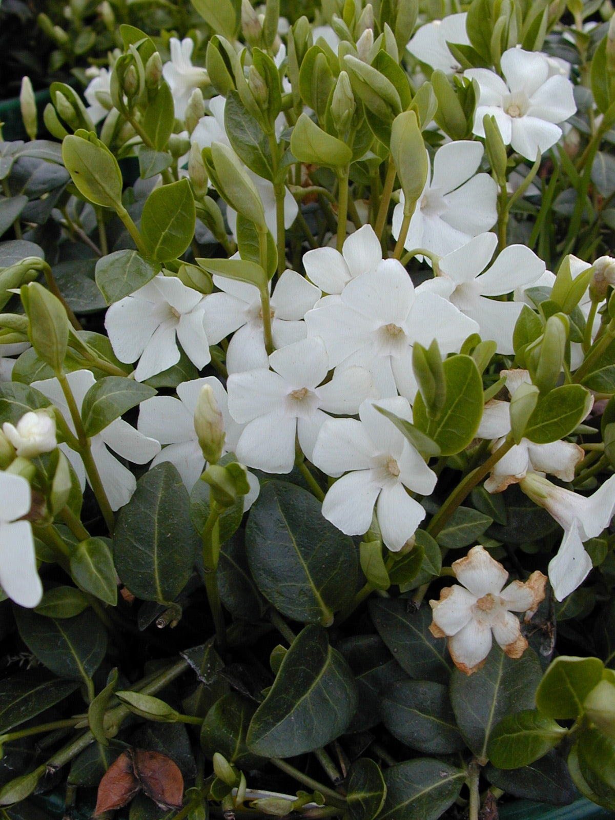 White Periwinkle