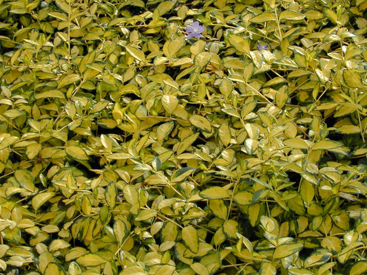 Vinca Illumination Periwinkle