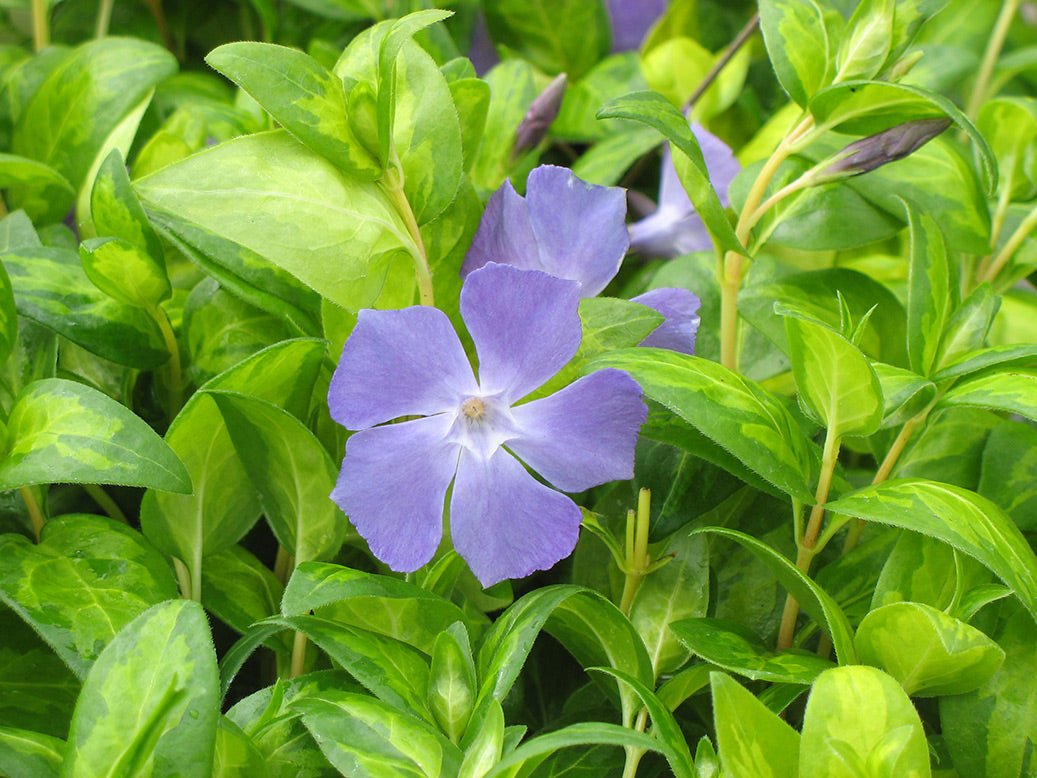 Big Leaf Periwinkle