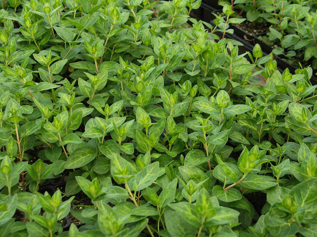 Big Leaf Periwinkle