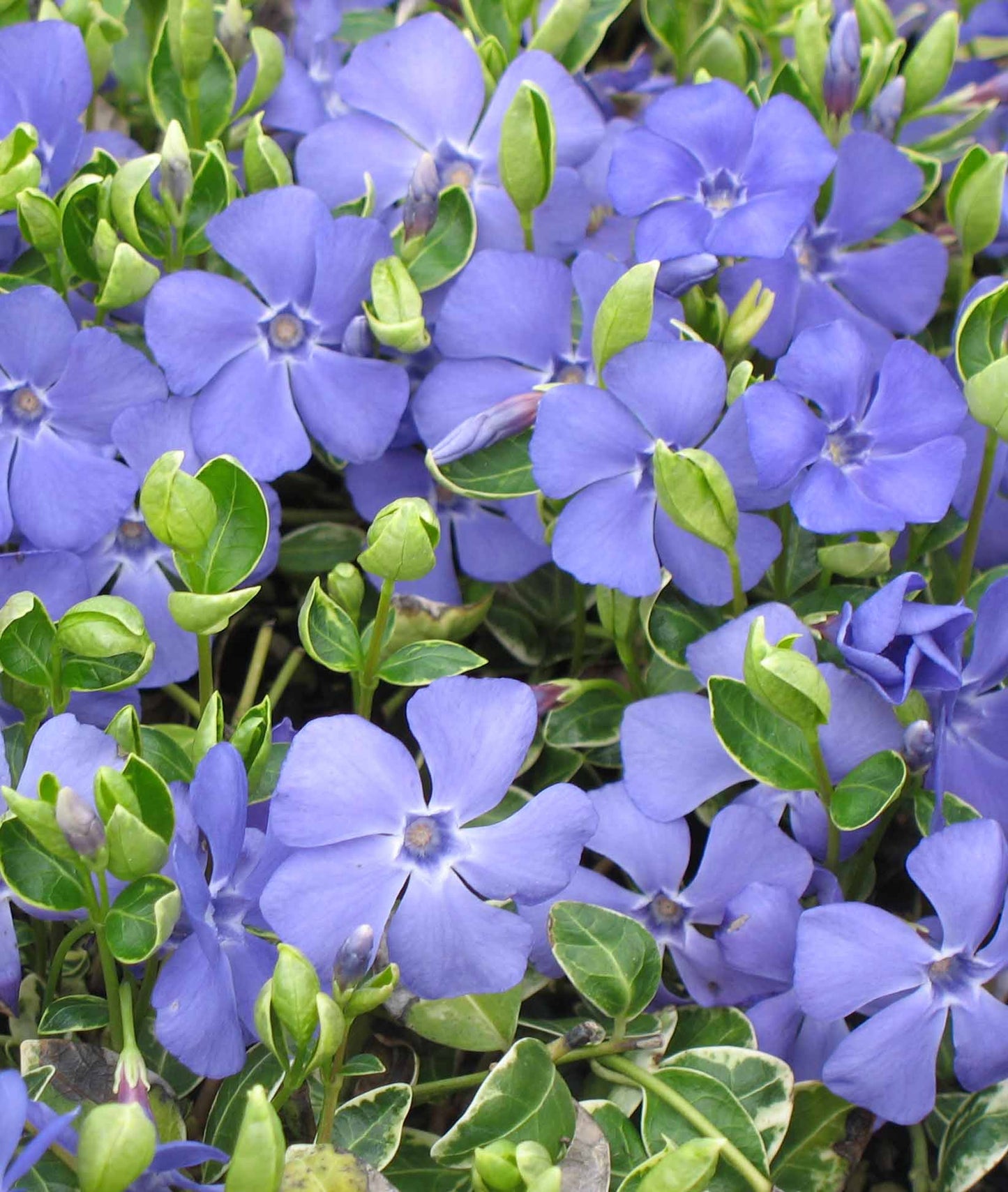 Vinca Variegated Periwinkle