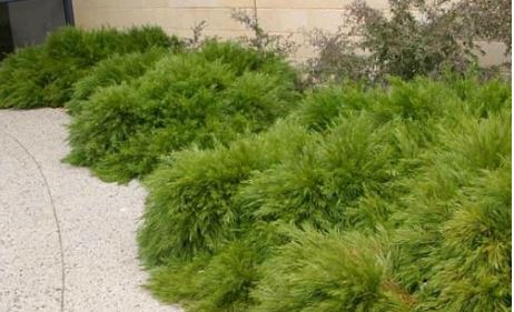 Little River Wattle 'Cousin ITT'