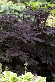 Hillside Black Beauty