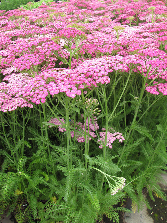 Tutti Frutti Pink Grapefruit Yarrow
