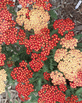Strawberry Seduction Yarrow