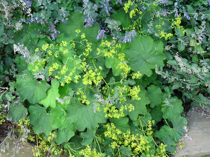 Lady's Mantle