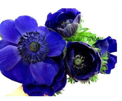 'Marianne Blue' Windflower