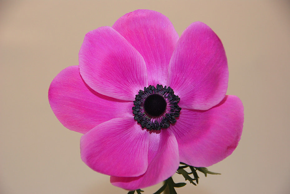 Anemone 'Marianne Orchid' Windflower