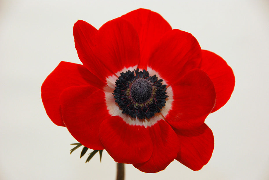 Anemone 'Marianne Red' Windflower