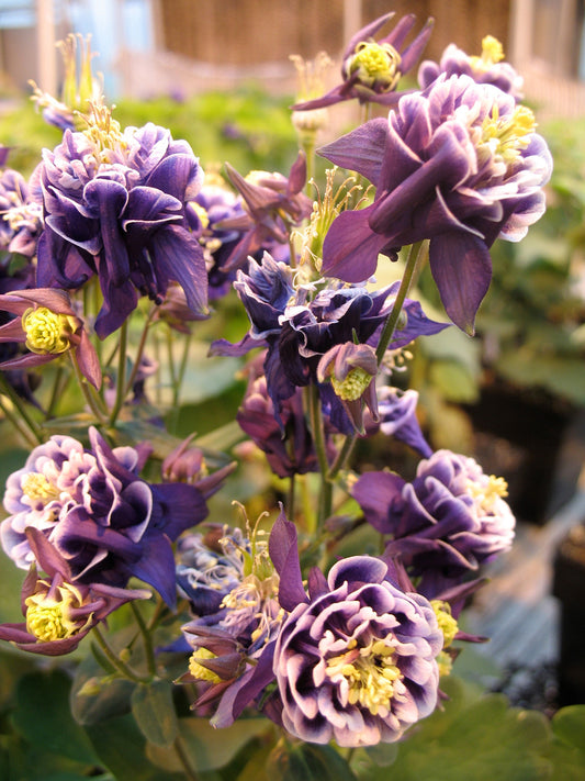 'Winky Dbl Dk Blue/White' Columbine