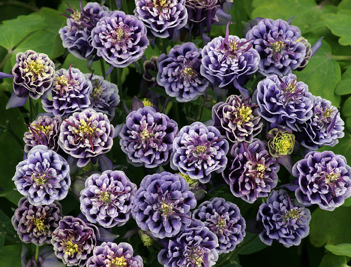 'Winky Dbl Dk Blue/White' Columbine