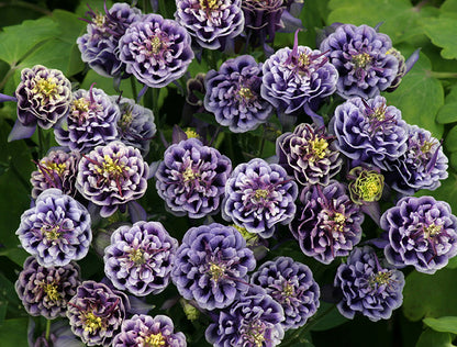 'Winky Dbl Dk Blue/White' Columbine