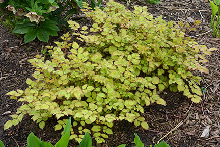 Amber Moon Chinese Astilbe