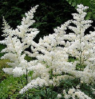 Bridal Veil® Astilbe
