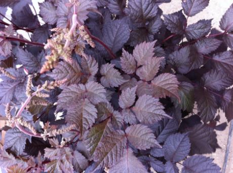 Chocolate Shogun Astilbe