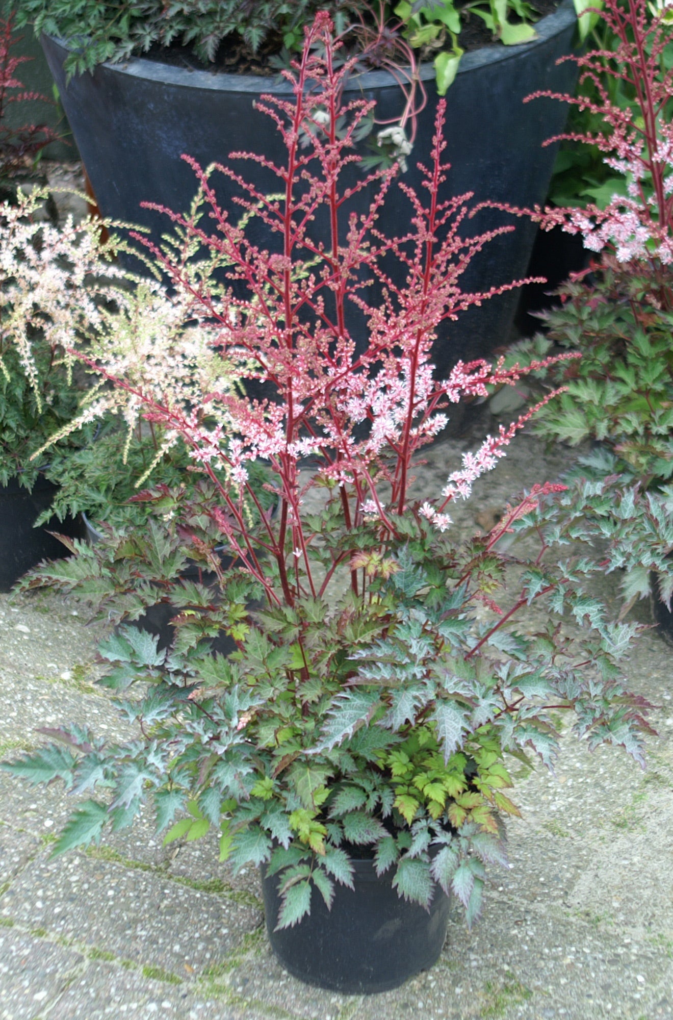 Delft Lace Astilbe