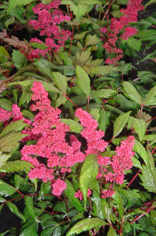 Fanal Astilbe