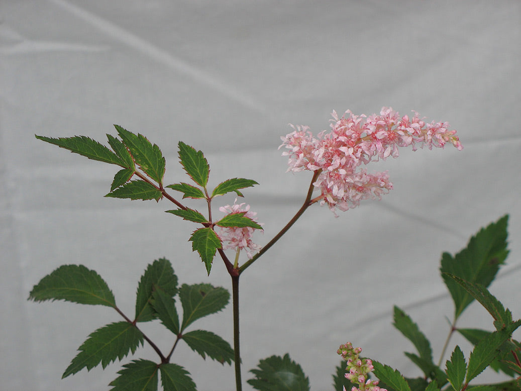 Peach Blossom Astilbe
