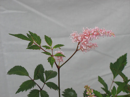 Peach Blossom Astilbe