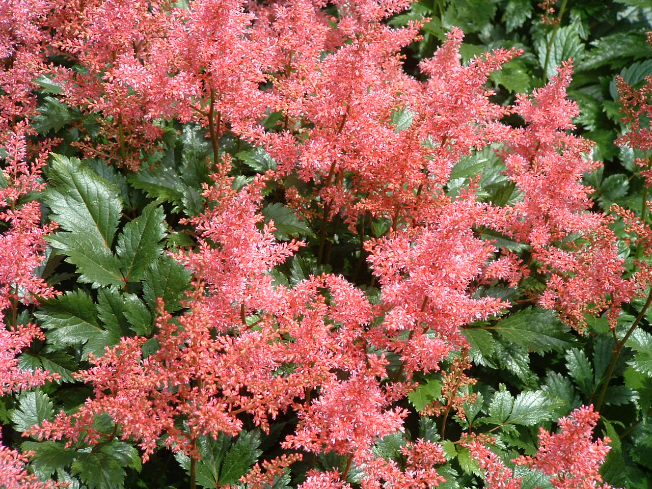 Rheinland Astilbe