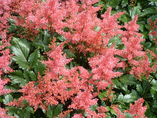 Rheinland Astilbe