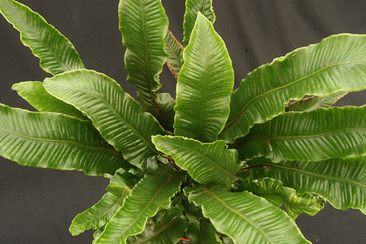 Hart's Tongue Fern Asplenium scolopendrium