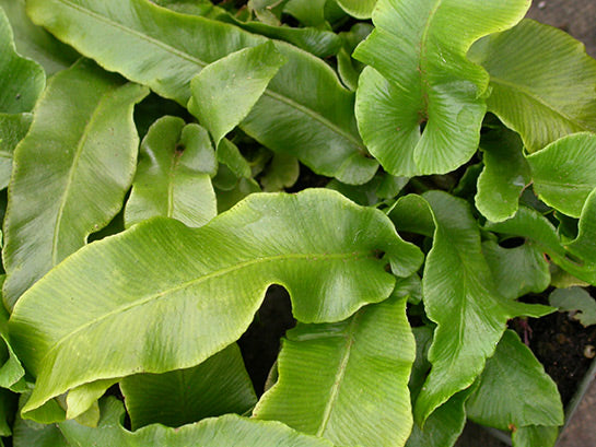 Hart's Tongue Fern Asplenium scolopendrium