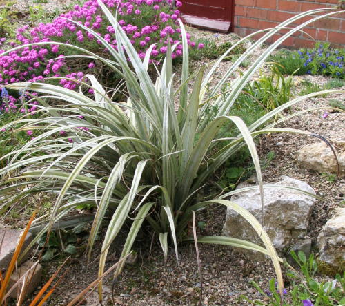 Silver Astelia ‘Silver Shadow’