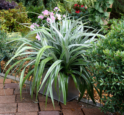 Silver Astelia ‘Silver Shadow’