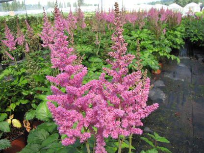 Visions in Pink Astilbe