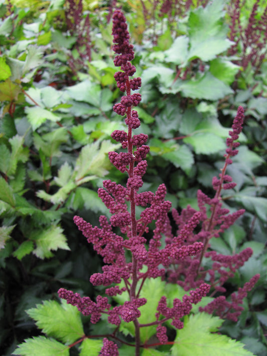 Visions in Red Astilbe