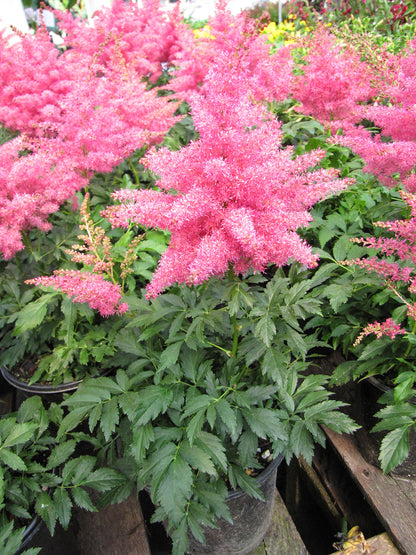 Younique Cerise Astilbe