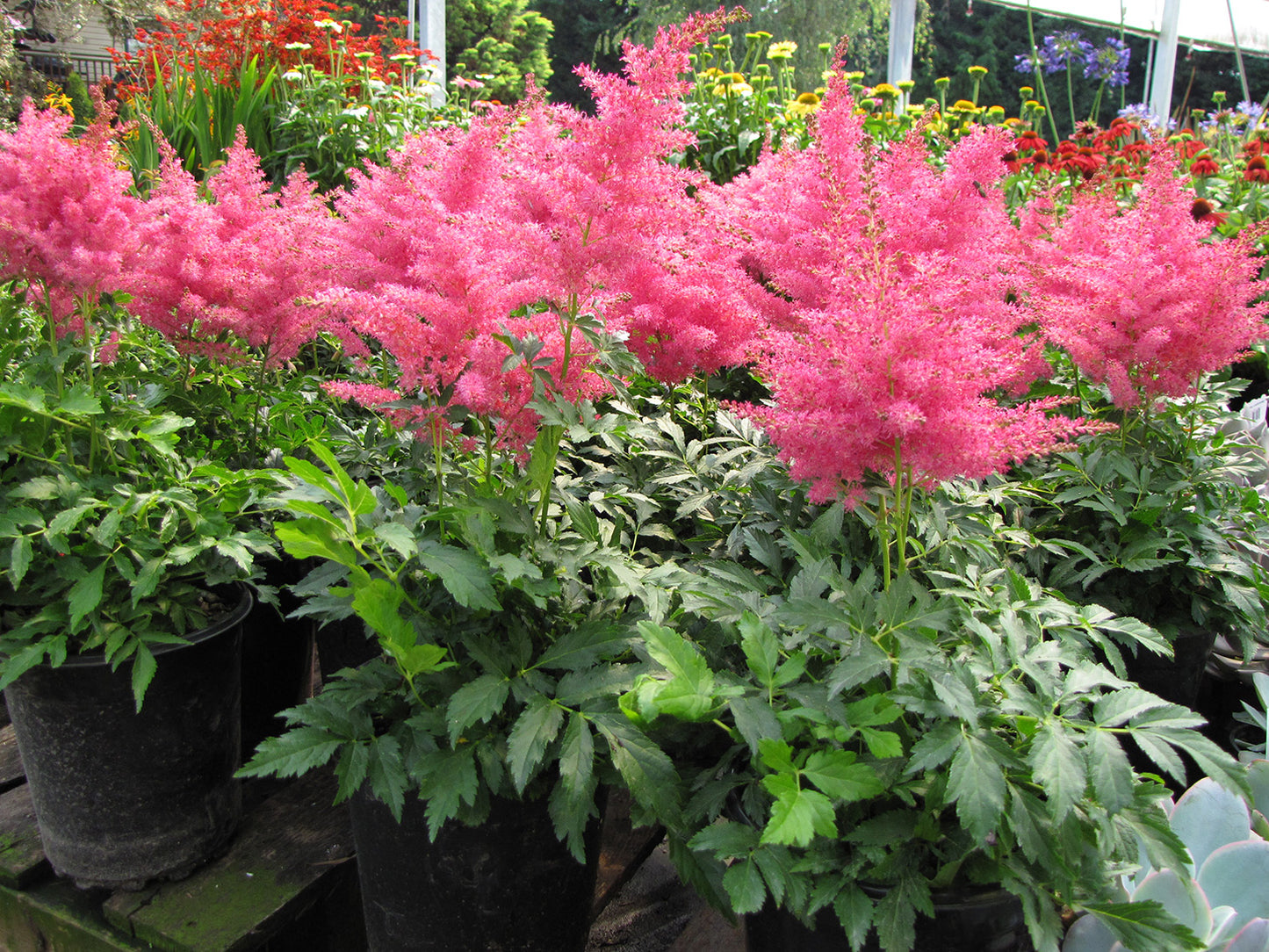 Younique Cerise Astilbe