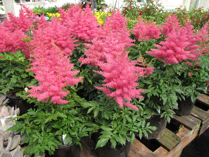 Younique Cerise Astilbe