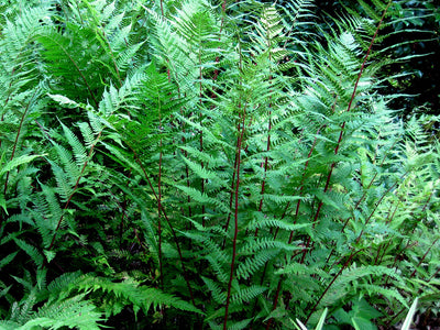 Lady Fern