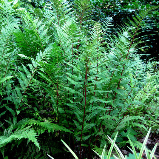 Red-Stemmed Lady Fern Athyrium filix-femina 'Lady in Red'
