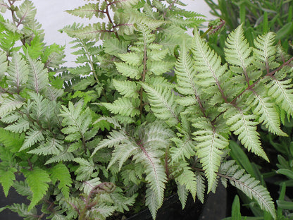 Japanese Painted Fern Athyrium niponicum 'Pictum'