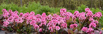 Bergenia 'Dragonfly Sakura' Elephant Ears