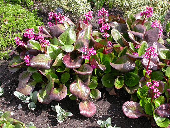 Winterglow Bergenia