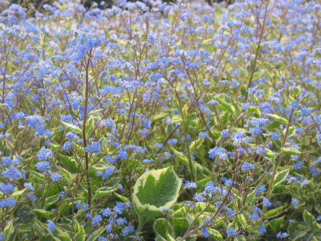 'Hadspen Cream' Siberian Bugloss