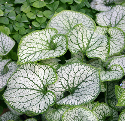 'Jack Frost' Siberian Bugloss