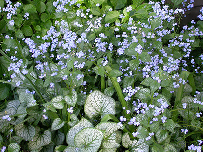 'Jack Frost' Siberian Bugloss