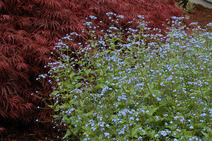 'Jack Frost' Siberian Bugloss