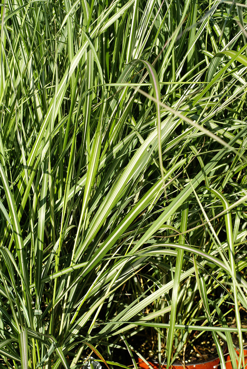 Calamagrostis acuti. 'Avalanche' Reed Grass